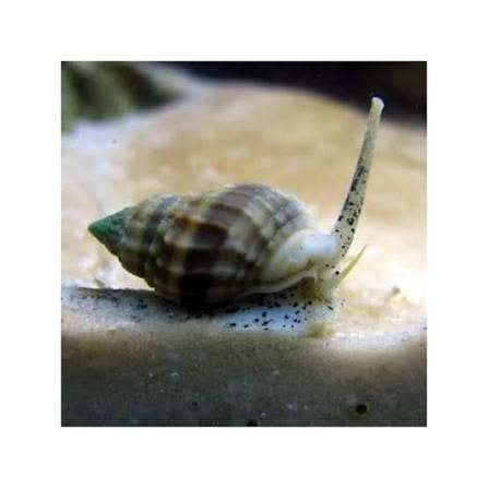 Nassarius slakken, Slak of Weekdier