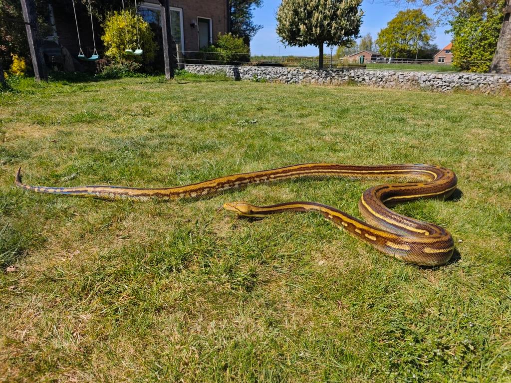 Python retic Phantom Tiger, Slang, Tam, 7 tot 10 jaar