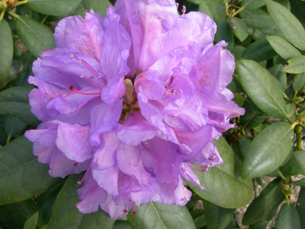 Rhododendrons, Tuin en Terras, Ophalen, Lente, Overige soorten, Halfschaduw