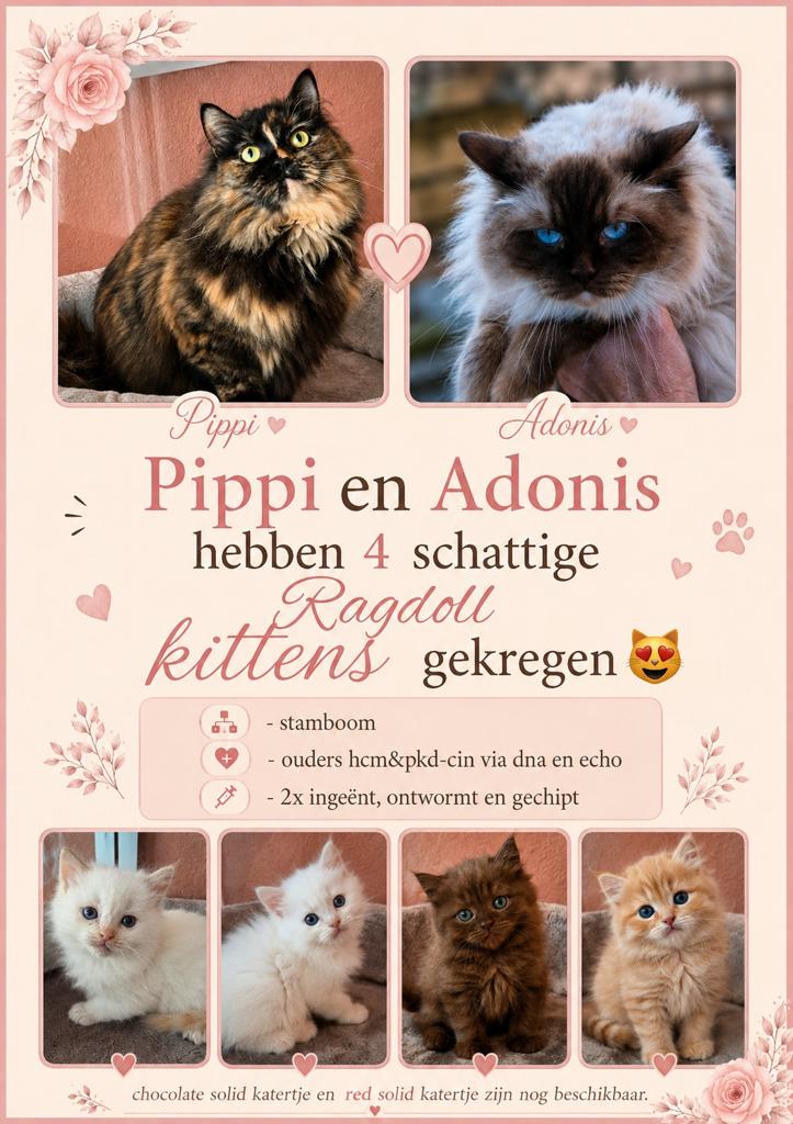 Ragdoll kittens met stamboom en geteste ouders, Kater, Met stamboom