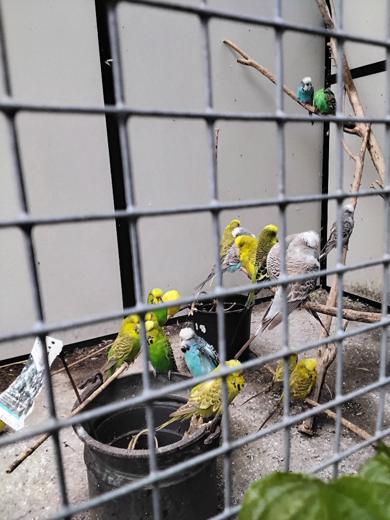 Engelse parkieten, Dieren en Toebehoren, Vogels | Parkieten en Papegaaien, Meerdere dieren, Parkiet, Geringd