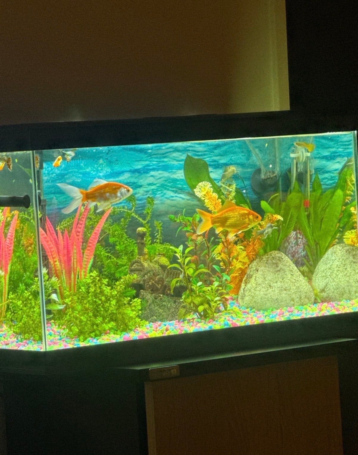 Prachtig compleet aquarium (zonder vis en levende plant), Ophalen, Zo goed als nieuw, Leeg aquarium