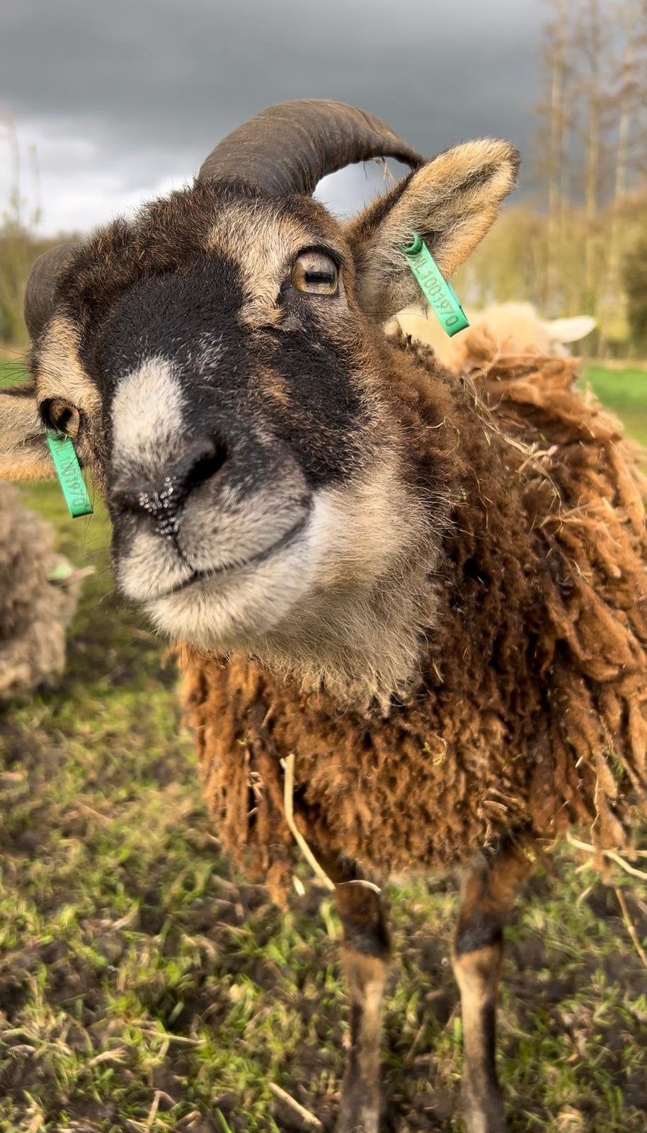 Soay ooien, Dieren en Toebehoren, Schapen, Geiten en Varkens, Schaap, Vrouwelijk