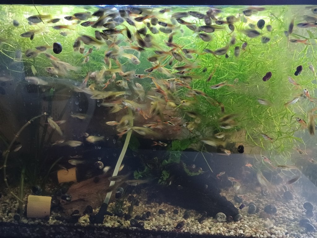 Endler Guppen, Vis, Zoetwatervis