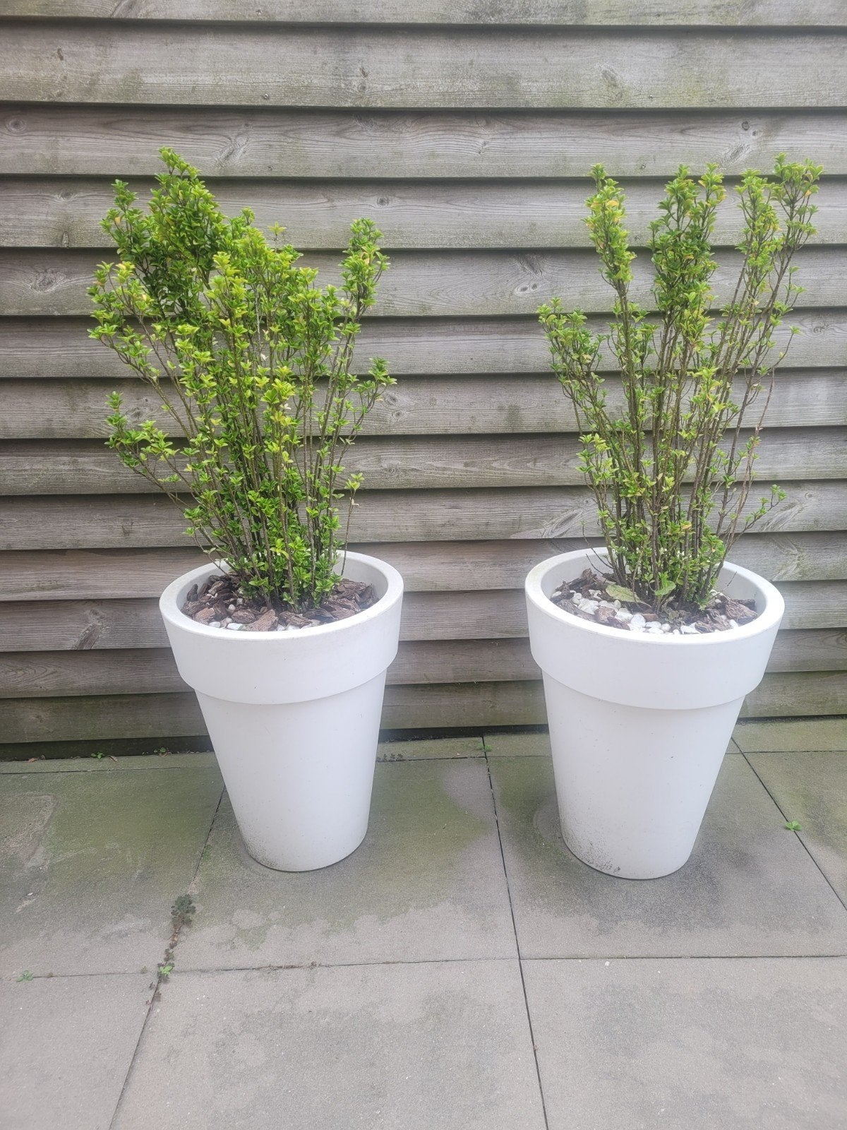 2 potten met planten, Tuin en Terras, Ophalen, Rond