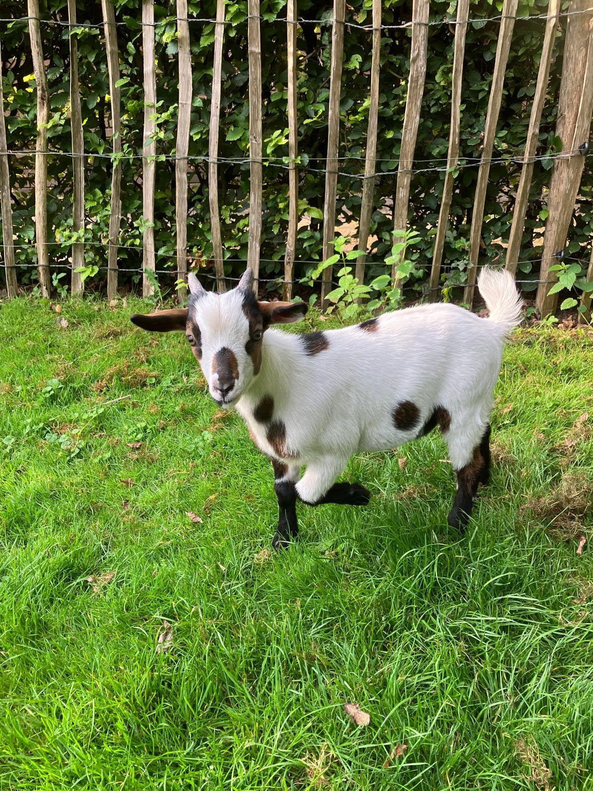 3x Geitenbokje,  dekgeit, dekbok, dewerggeit, Dieren en Toebehoren, Schapen, Geiten en Varkens, Mannelijk, Geit, 0 tot 2 jaar