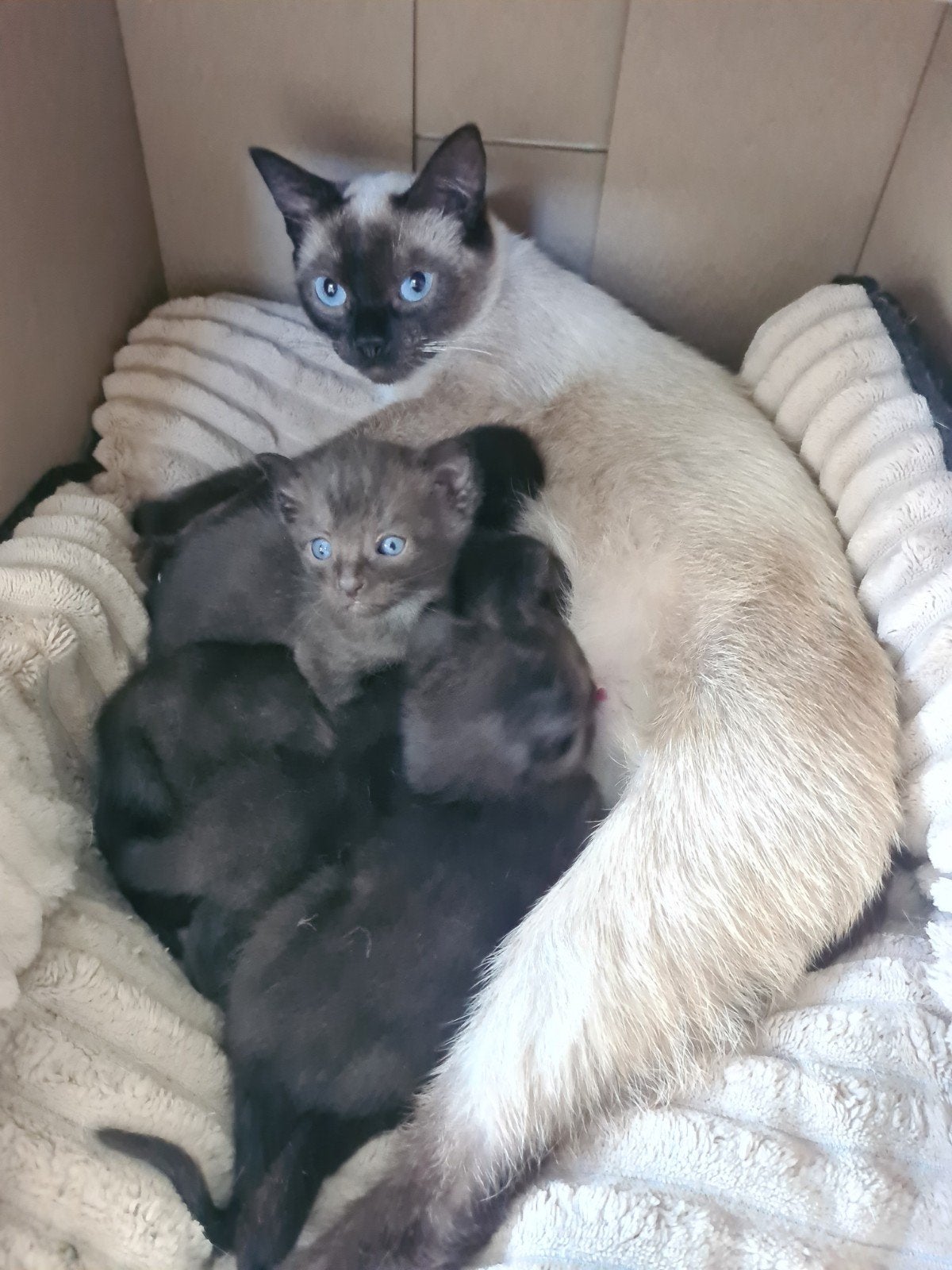 kittens. jonge poesjes., Meerdere dieren, Ontwormd, 0 tot 2 jaar