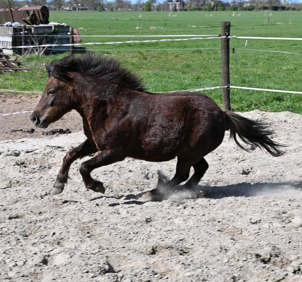 Lieve gezelschapspony met pit, Merrie, A pony (tot 1.17m)