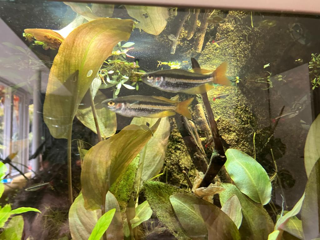 Melanotaenia australis 'Drysdale River', Dieren en Toebehoren, Ophalen, Zo goed als nieuw