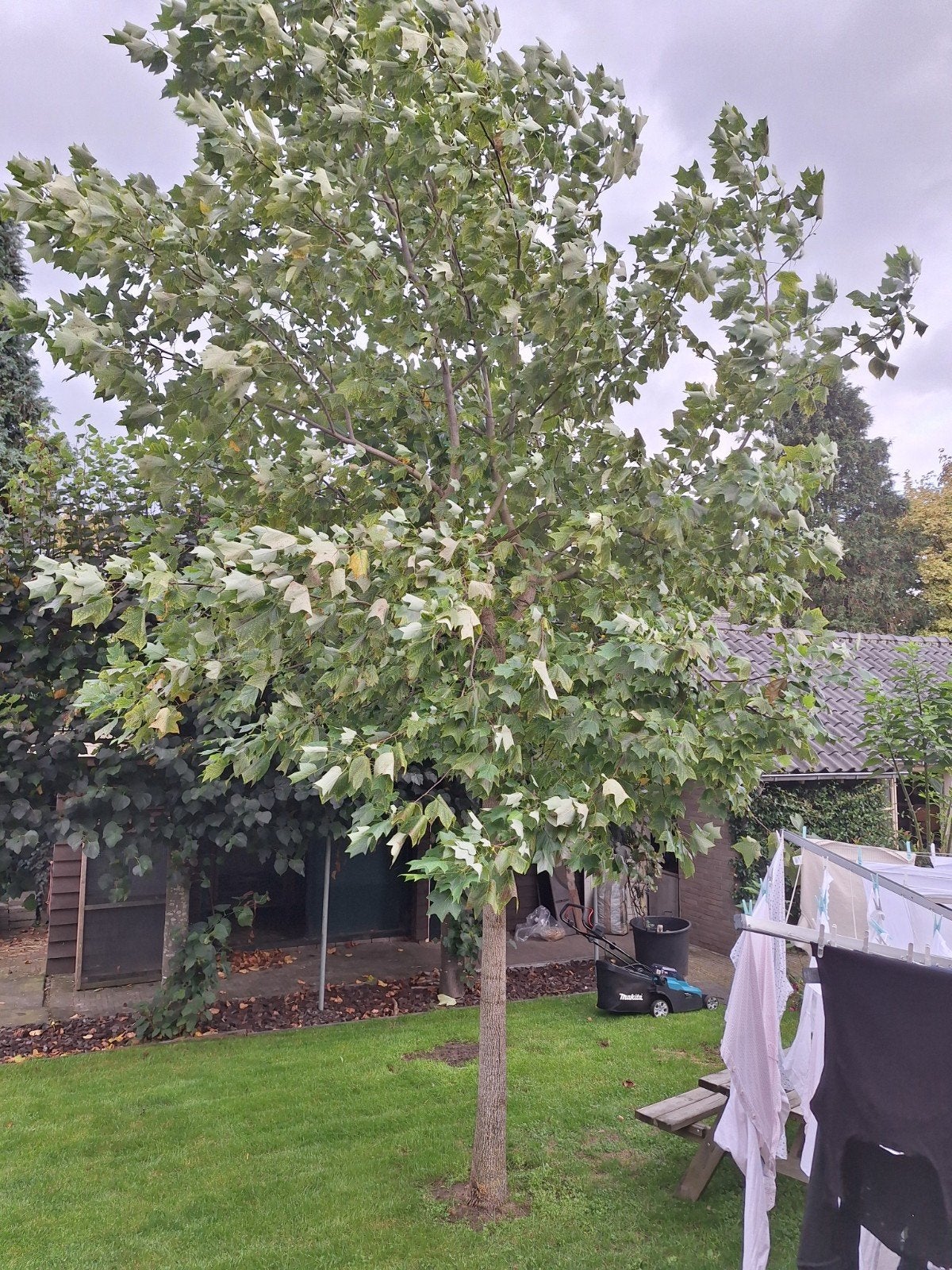 Tulpenboom (Liriodendron tulipifera), Tuin en Terras, Ophalen, Volle zon, Overige soorten