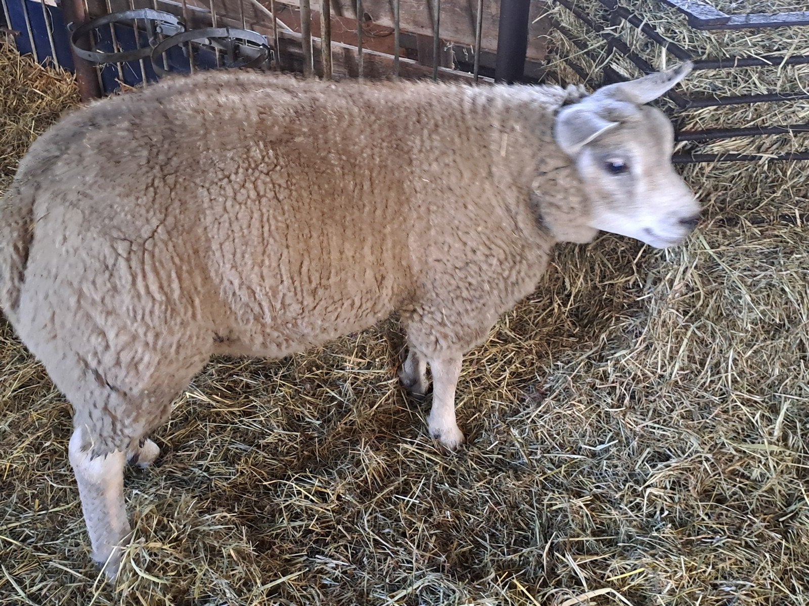 dekram, ram, Mannelijk, Schaap