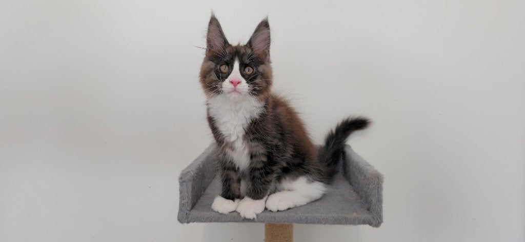 Black Silver Classic Tabby & White Maine Coon (katertje), Kater, Met stamboom, 0 tot 2 jaar