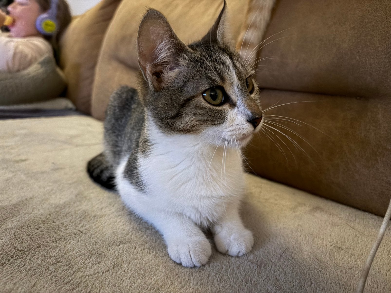 Knuffelpoes Nohr, 6 maanden, Dieren en Toebehoren, Poes, Kortharig, 0 tot 2 jaar