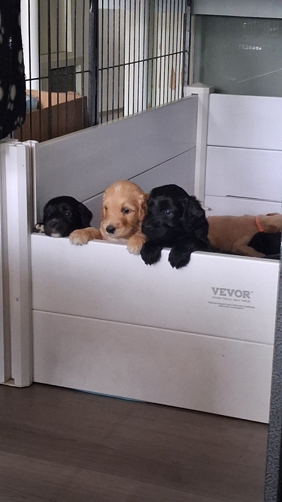 Schattige Labradoodle pups zoeken hun gouden mandje, 8 tot 15 weken, Meerdere, Meerdere dieren, Middel