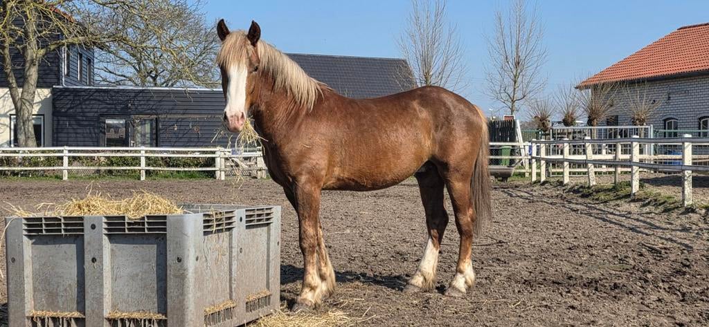 Gereserveerd, Dieren en Toebehoren, Pony's, Ruin, E pony (1.48m - 1.57m), Gechipt, 0 tot 2 jaar