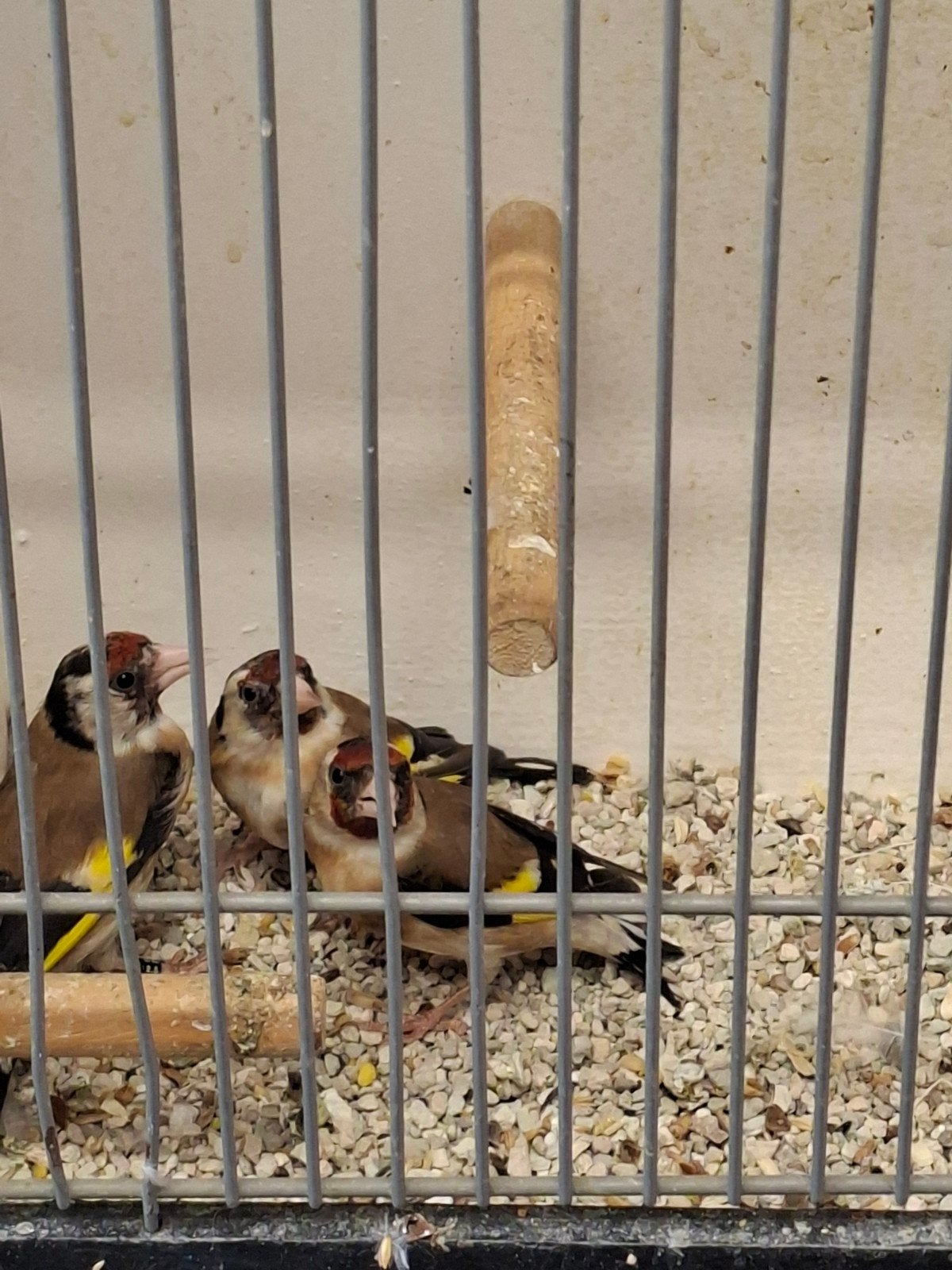 Kleine putters, Meerdere dieren, Wildzangvogel