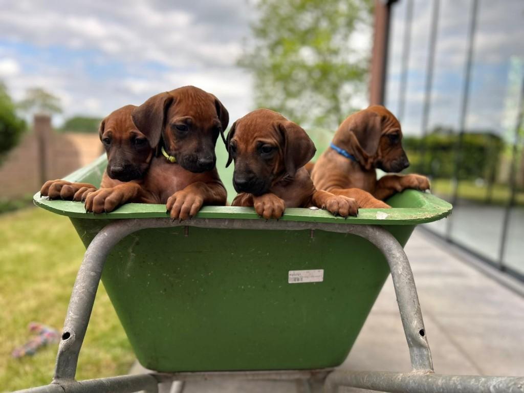 Prachtige Rhodesians Ridgeback pups (stamboom) te koop!, Overige rassen, 8 tot 15 weken, Parvo, Meerdere