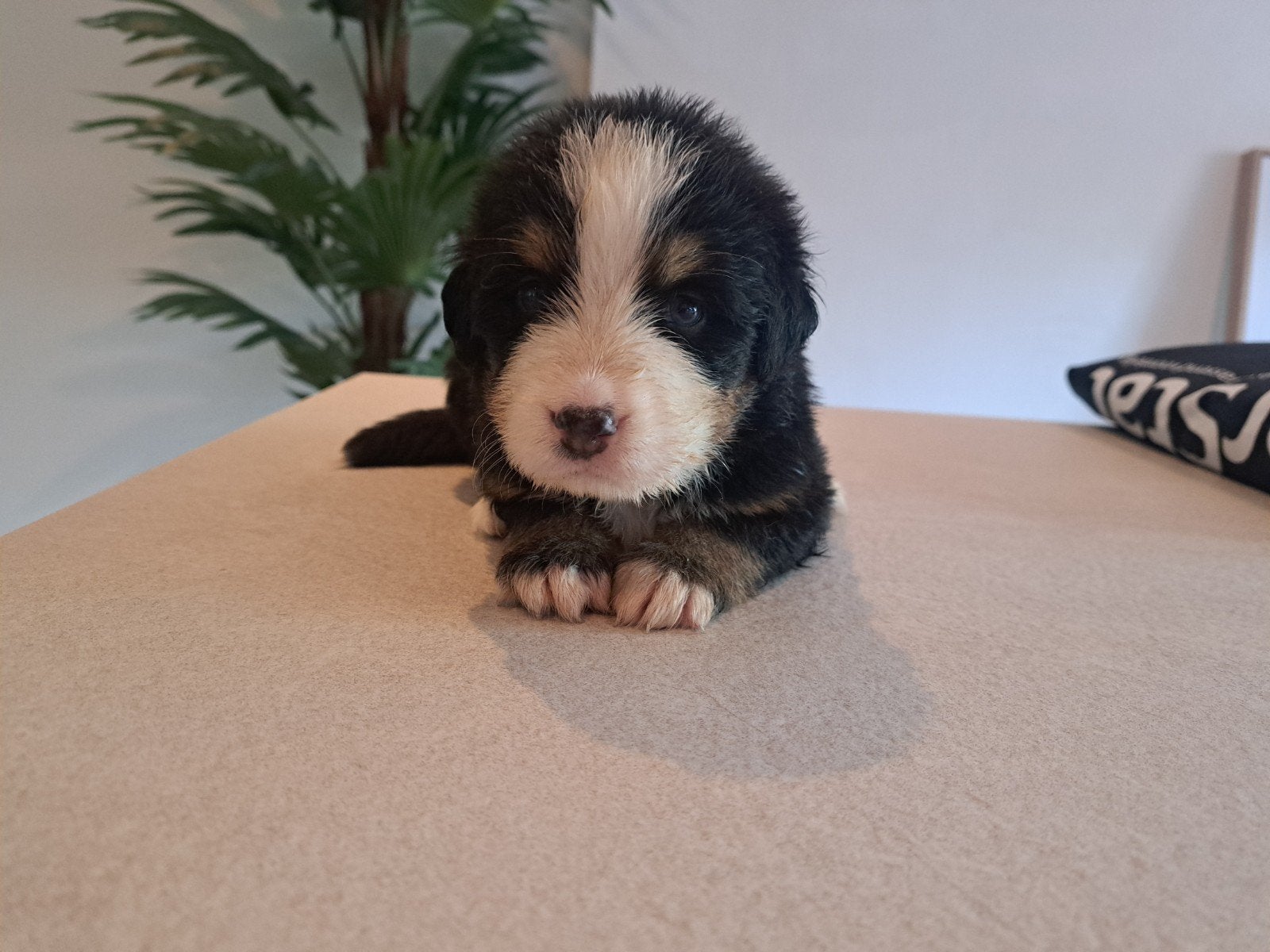Berner Sennen pups, Overige rassen, 8 tot 15 weken, Parvo, Meerdere