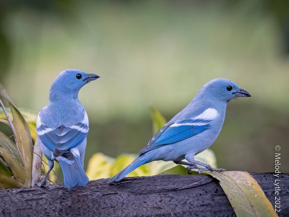 1-0 blauwgrijze witschouder tangara  (thraupis episcopus), Dieren en Toebehoren, Mannelijk, Tropenvogel, Geringd