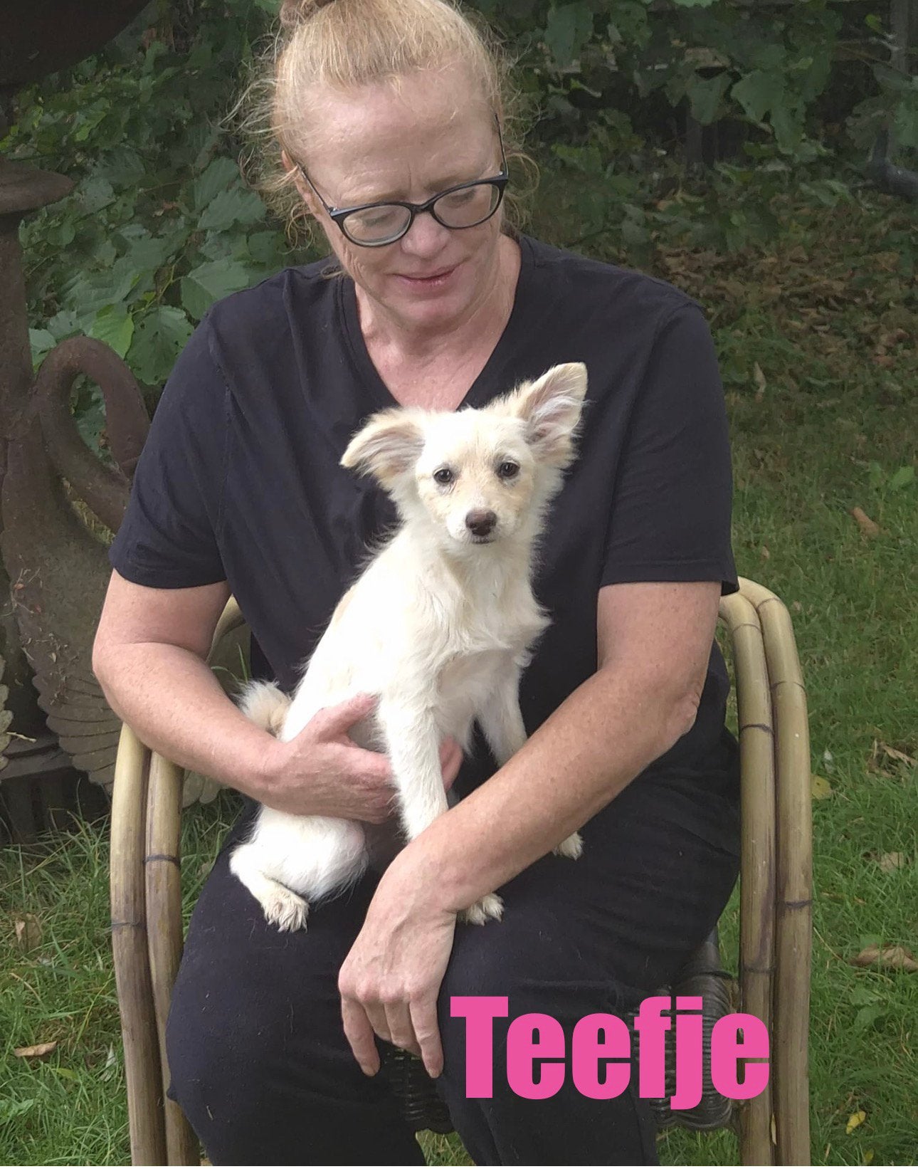 6 (nog 4)  Prachtige Boomer x Pomeriaantje meiden en jongens, Parvo, Nederland, Overige rassen, 8 tot 15 weken