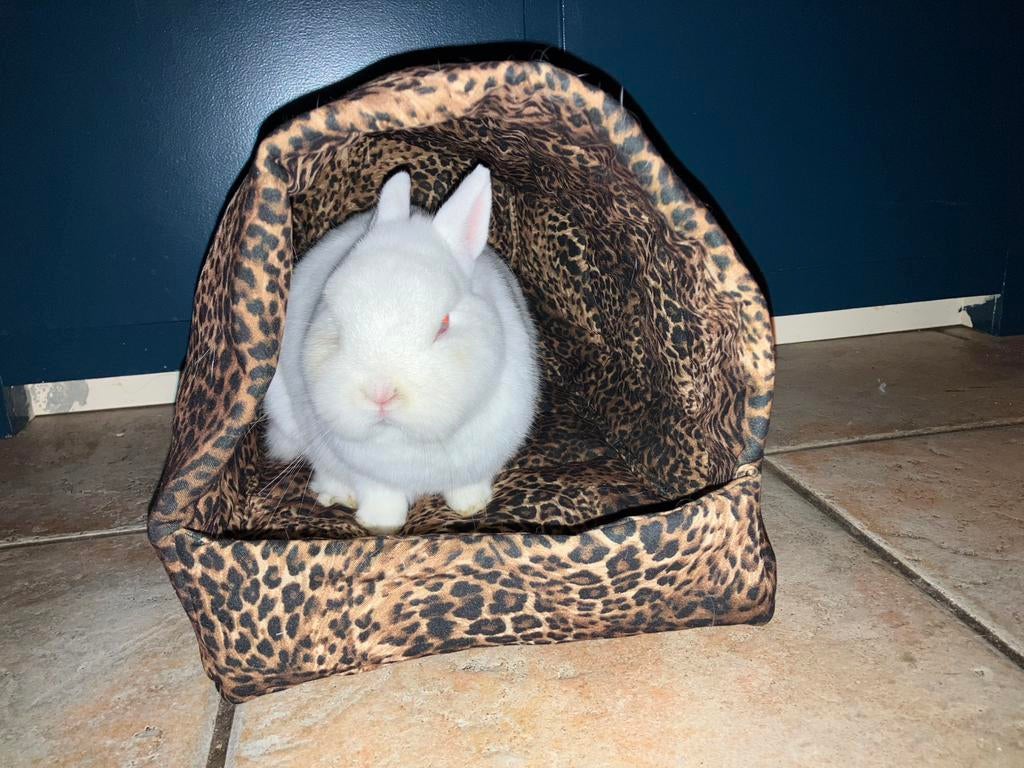 Katten/ konijn/cavia holletje hutje, Ophalen of Verzenden, Zo goed als nieuw