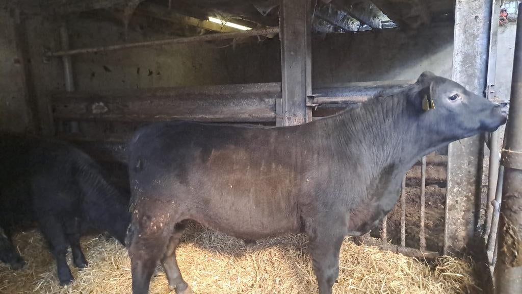 black angus ( dek) stieren, Dieren en Toebehoren, Runderen, Mannelijk, 0 tot 2 jaar