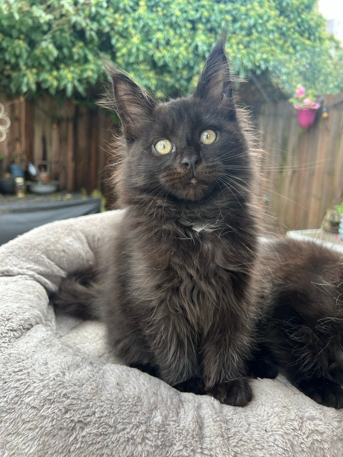 Prachtige Maine Coon poes Runa- klaar om te verhuizen., Poes, Met stamboom, 0 tot 2 jaar