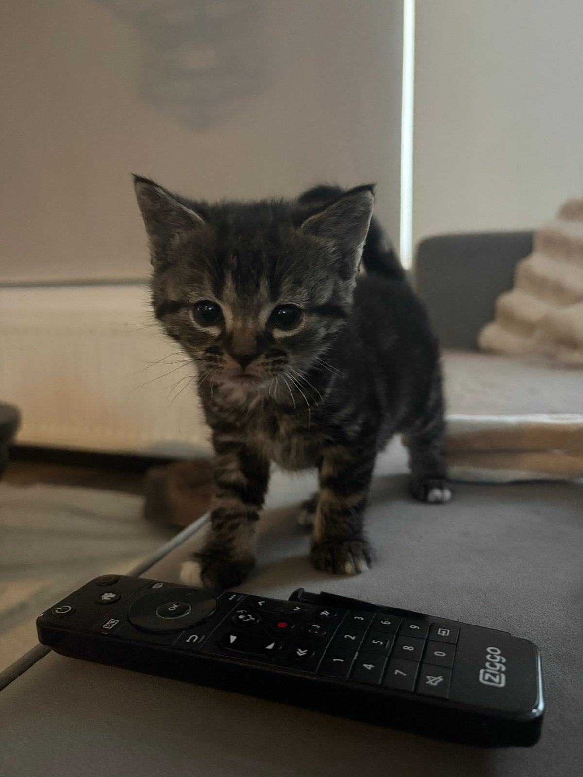 Kittens, Dieren en Toebehoren, Katten en Kittens | Overige Katten, Kortharig, Meerdere dieren, 0 tot 2 jaar