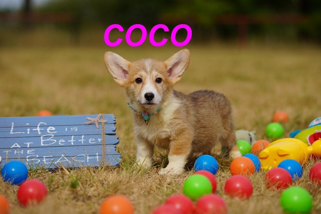 Prachtige en gezonde Welsh Corgi Pembroke Puppy', Dieren en Toebehoren, Overige rassen, 8 tot 15 weken, Buitenland, Teef