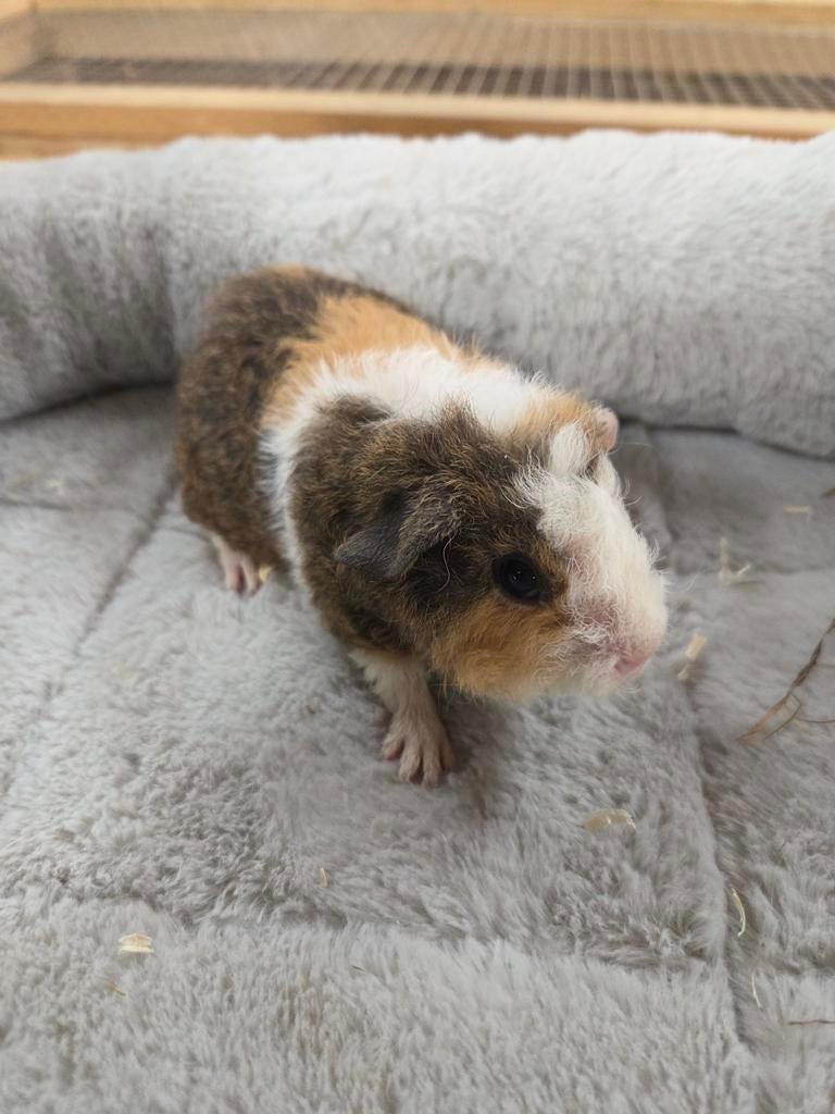 Teddy's US lunkarya cavia's, Maart, Mannelijk, Cavia