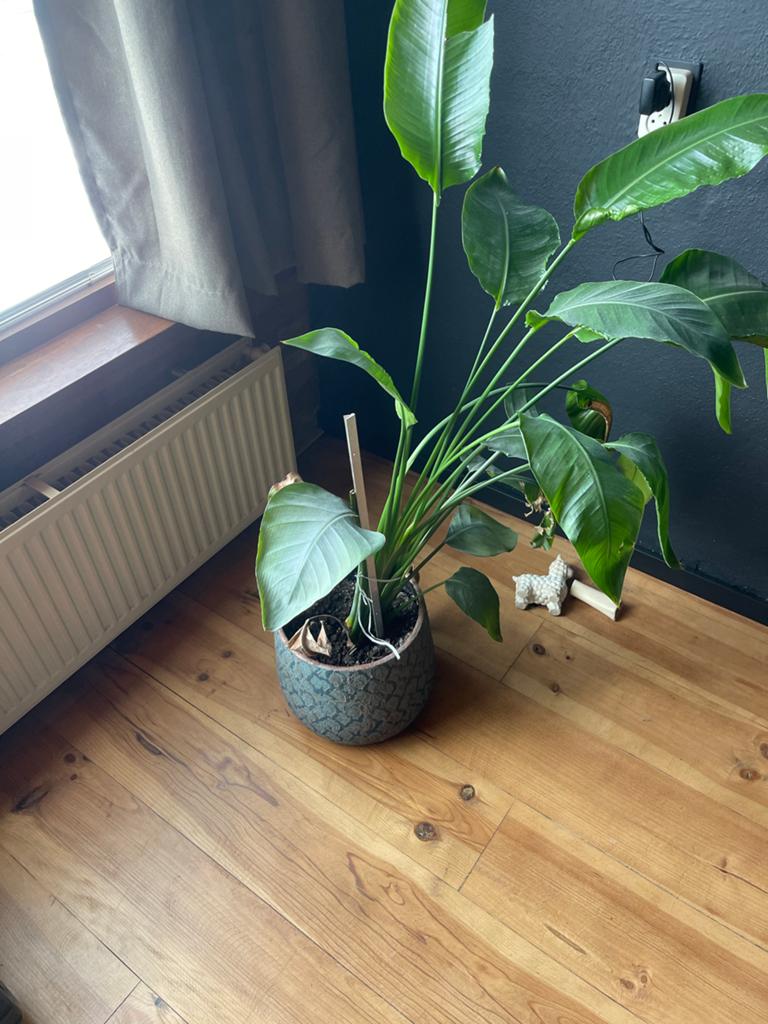 Strelitzia Nicolai - Paradijsvogelplant, 100 tot 150 cm, Overige soorten, Ophalen of Verzenden, In pot