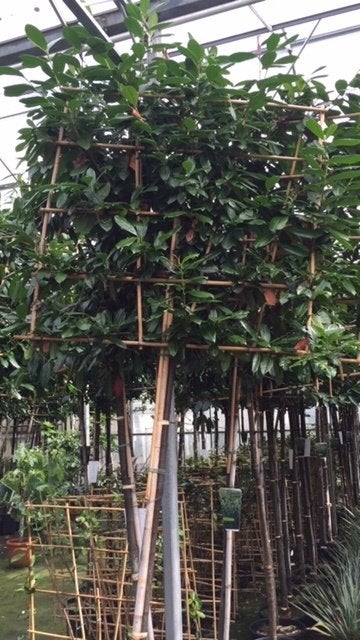 lei laurier novita caucasica 340cm hoog 14-16 cm wintergroen, Tuin en Terras, Ophalen, Bloeit niet, Leiboom, Halfschaduw