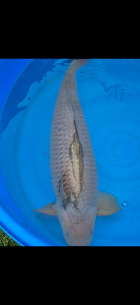 70cm+ chagoi tamme koi, Karper of Koi
