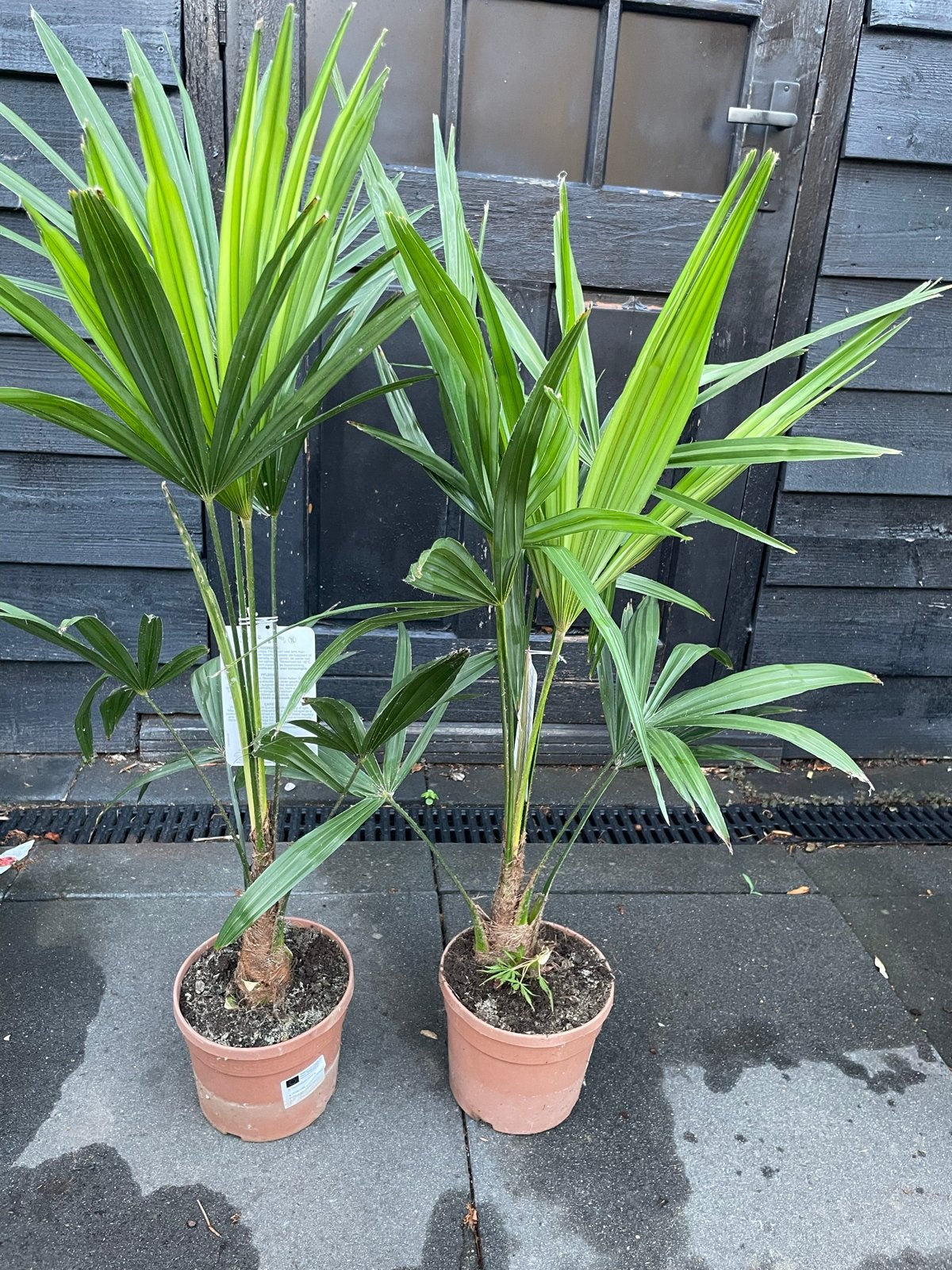 Trachycarpus Fortunei - Chinese Waaierpalm (100 cm), Overige soorten, Volle zon, Vaste plant, Ophalen of Verzenden