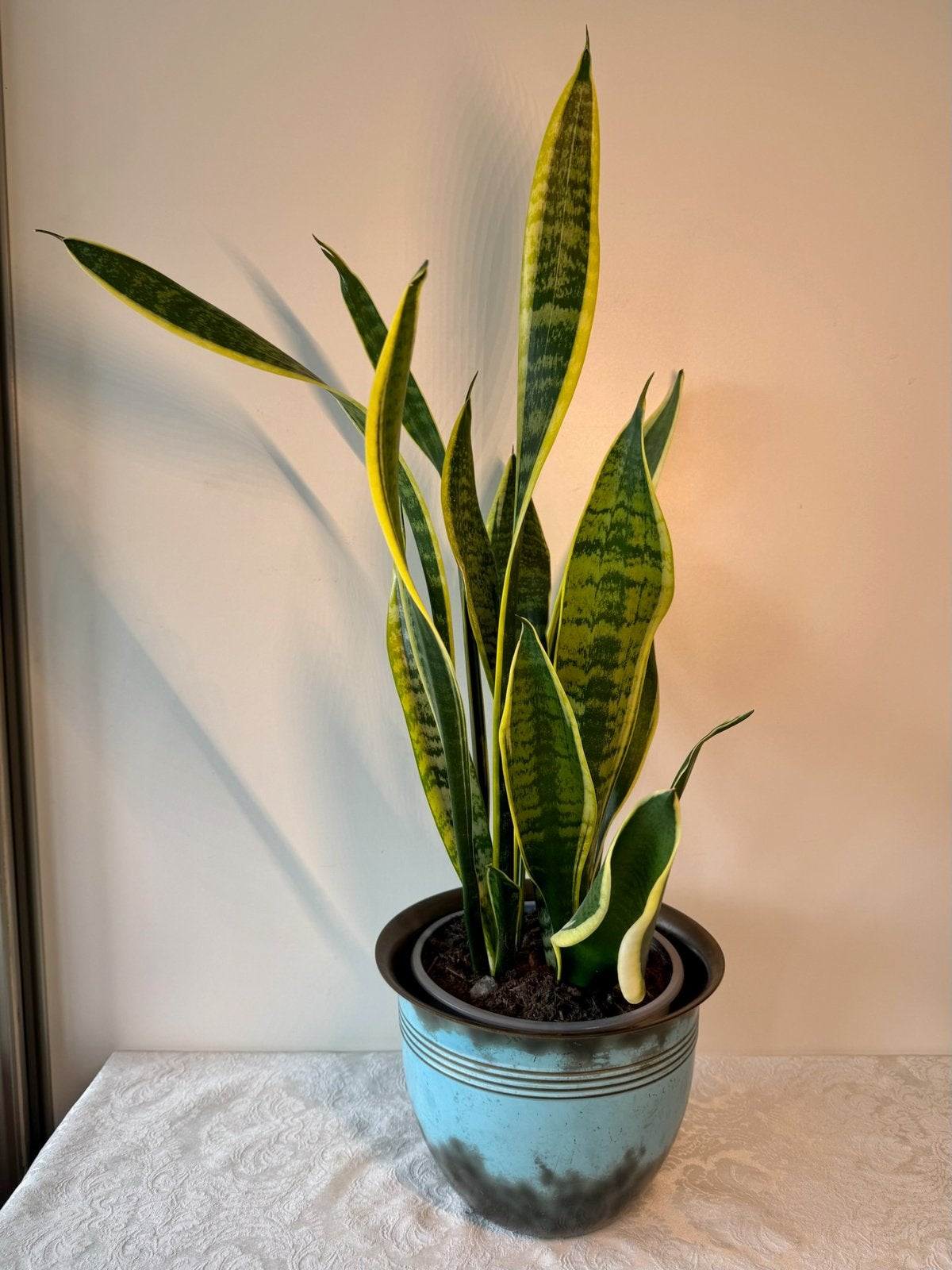 Vintage bloempot met sanseveria., 25 tot 40 cm, Gebruikt, Rond, Binnen