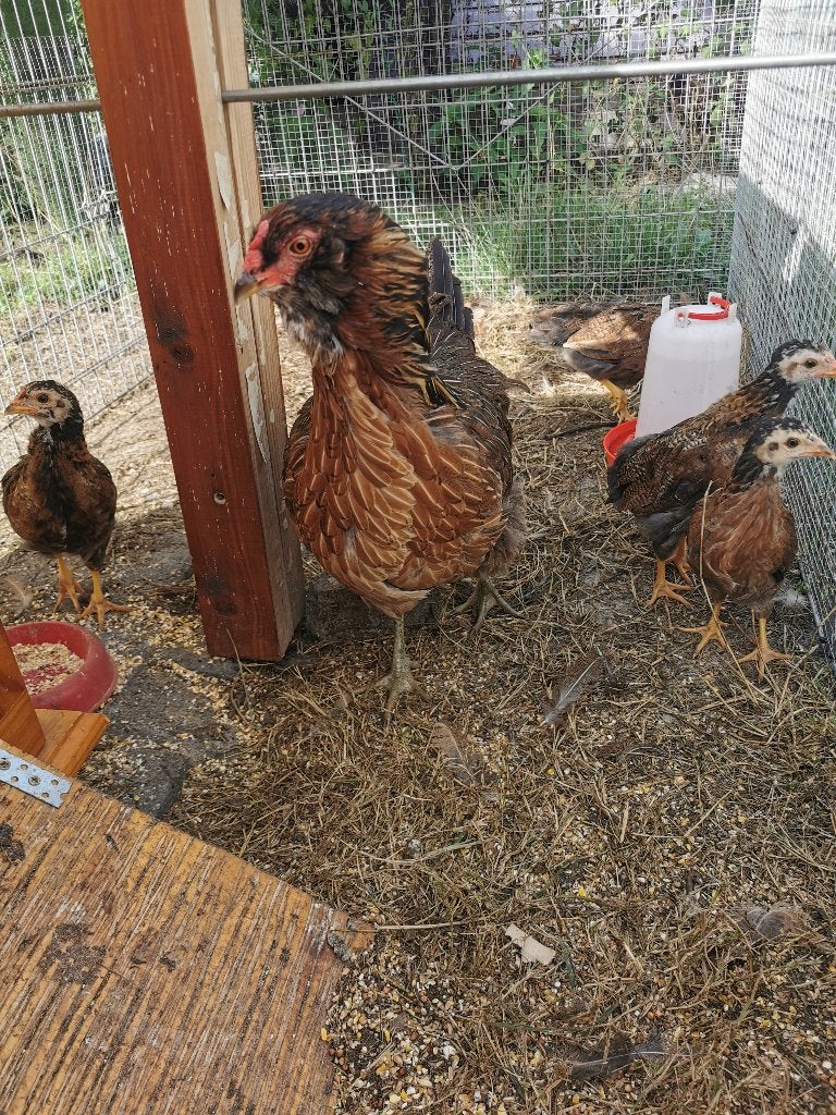 4 kuikens Araucana/Welsumer, Dieren en Toebehoren, Pluimvee, Geslacht onbekend, Kip