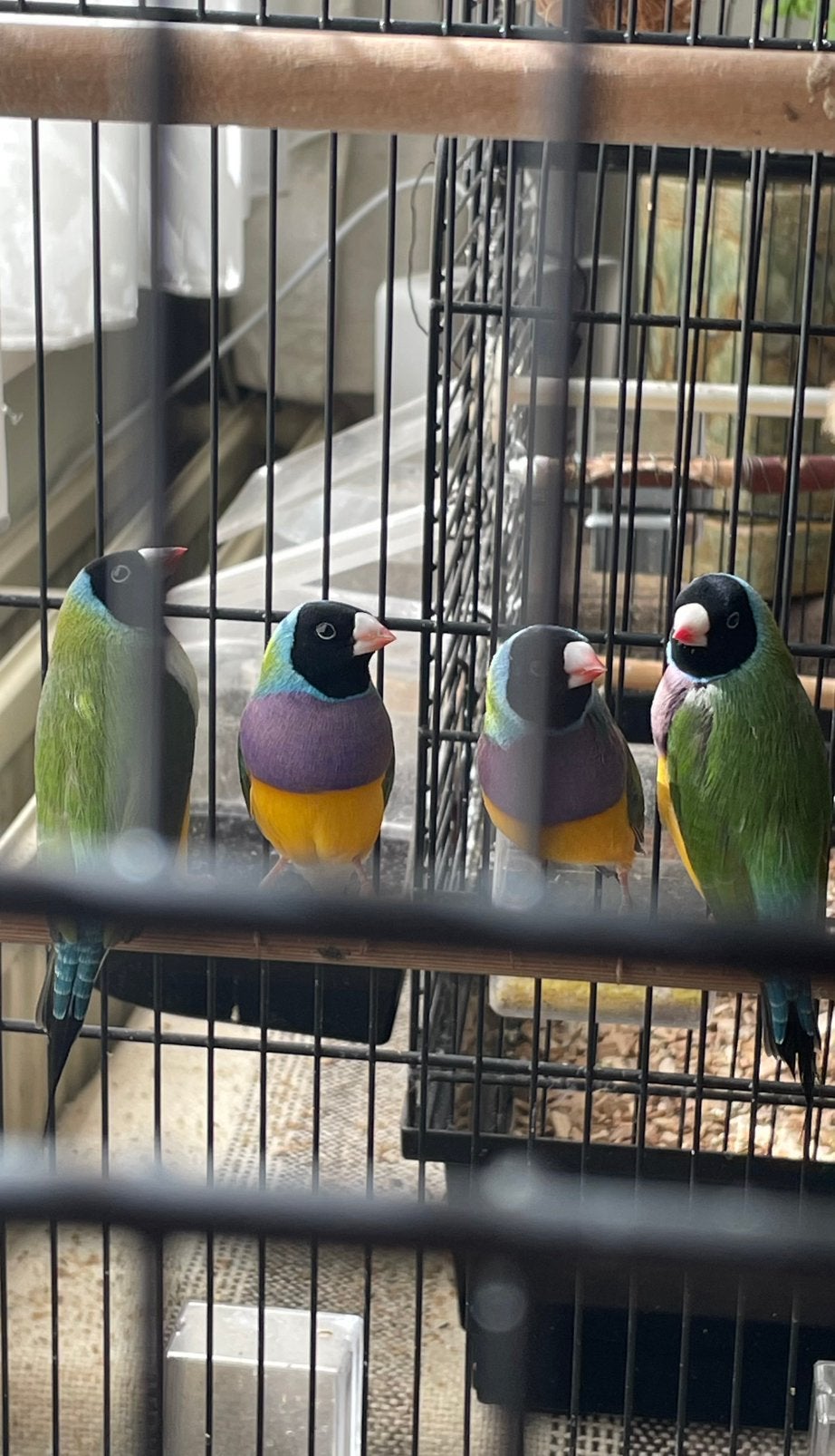 Gouldamadines 5 stoere mannen, Mannelijk, Tropenvogel