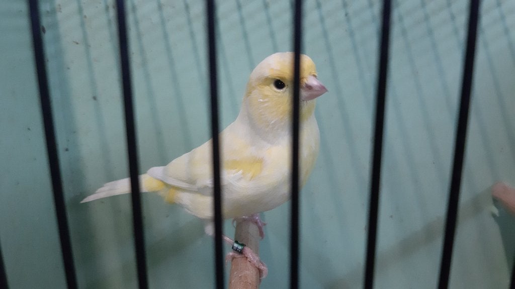 kanarie te koop, Dieren en Toebehoren, Vogels | Kanaries, Meerdere dieren, Kleurkanarie
