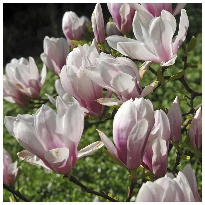 Magnolia tulpenboom/ beverboom, Tuin en Terras, Vaste plant, Halfschaduw, Lente, Ophalen