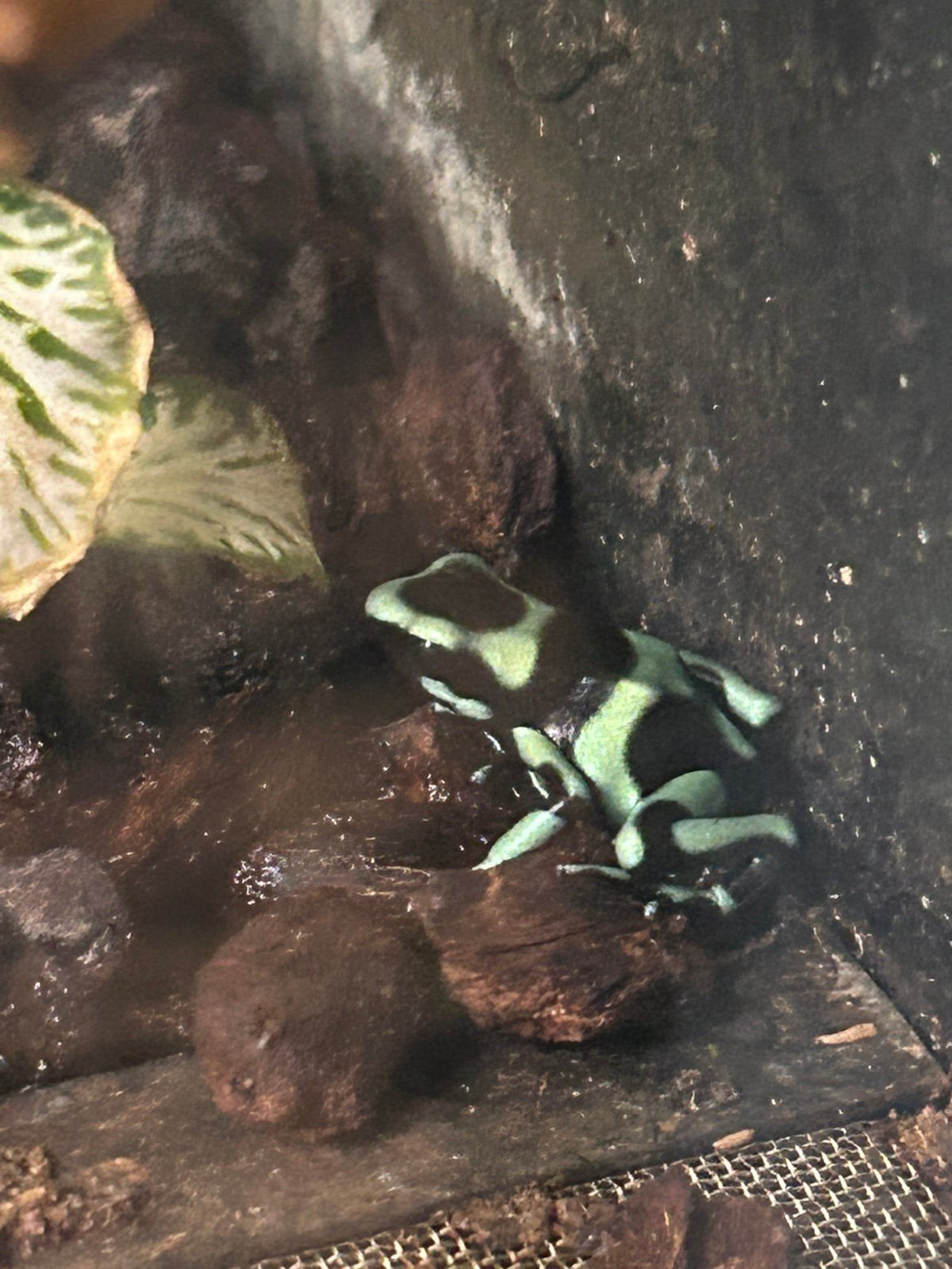 nakweek dendrobates Auratus Costa rica Frog photo 2