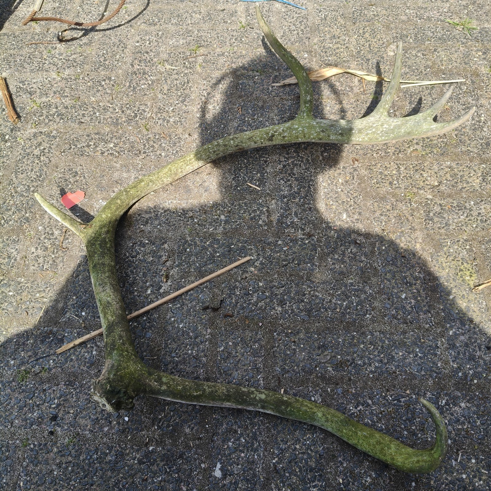 Gewei hert, Ophalen, Zo goed als nieuw, Hert, Gewei of Kop