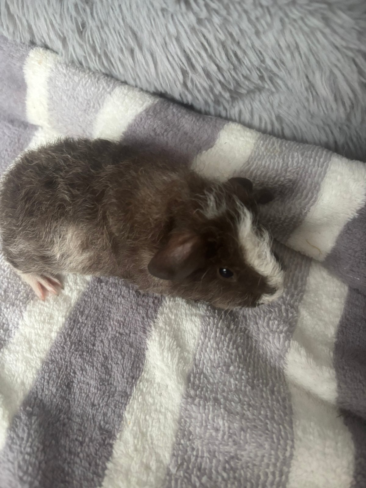Rex skinny drager beertje cavia, Dieren en Toebehoren, Augustus, Mannelijk, Cavia