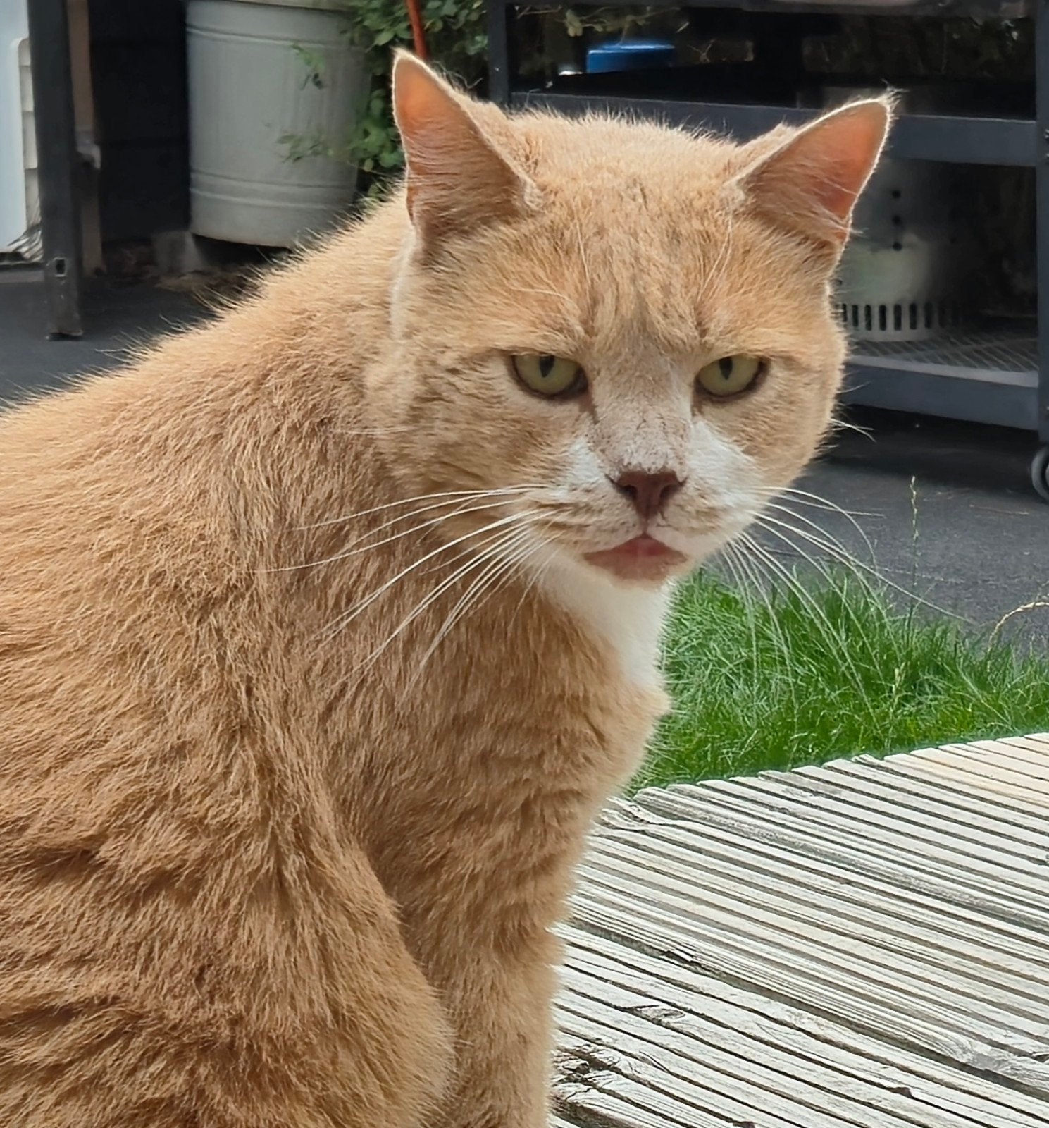 Kat 9 jaar lief en zelfstandig karakter., Dieren en Toebehoren, Kater, 6 jaar of ouder