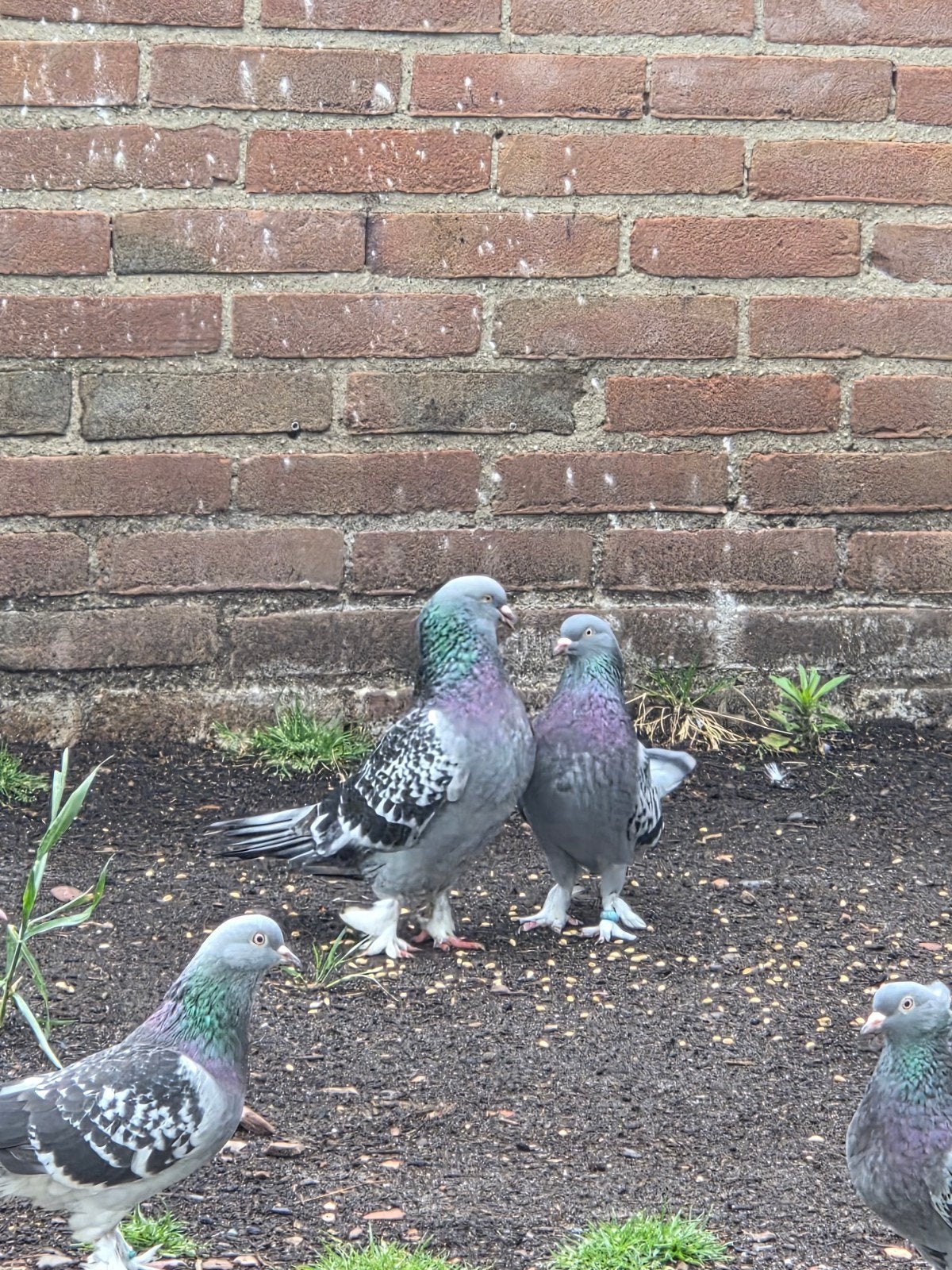 Takla duiven, Dieren en Toebehoren, Vogels | Duiven, Meerdere dieren, Overige soorten