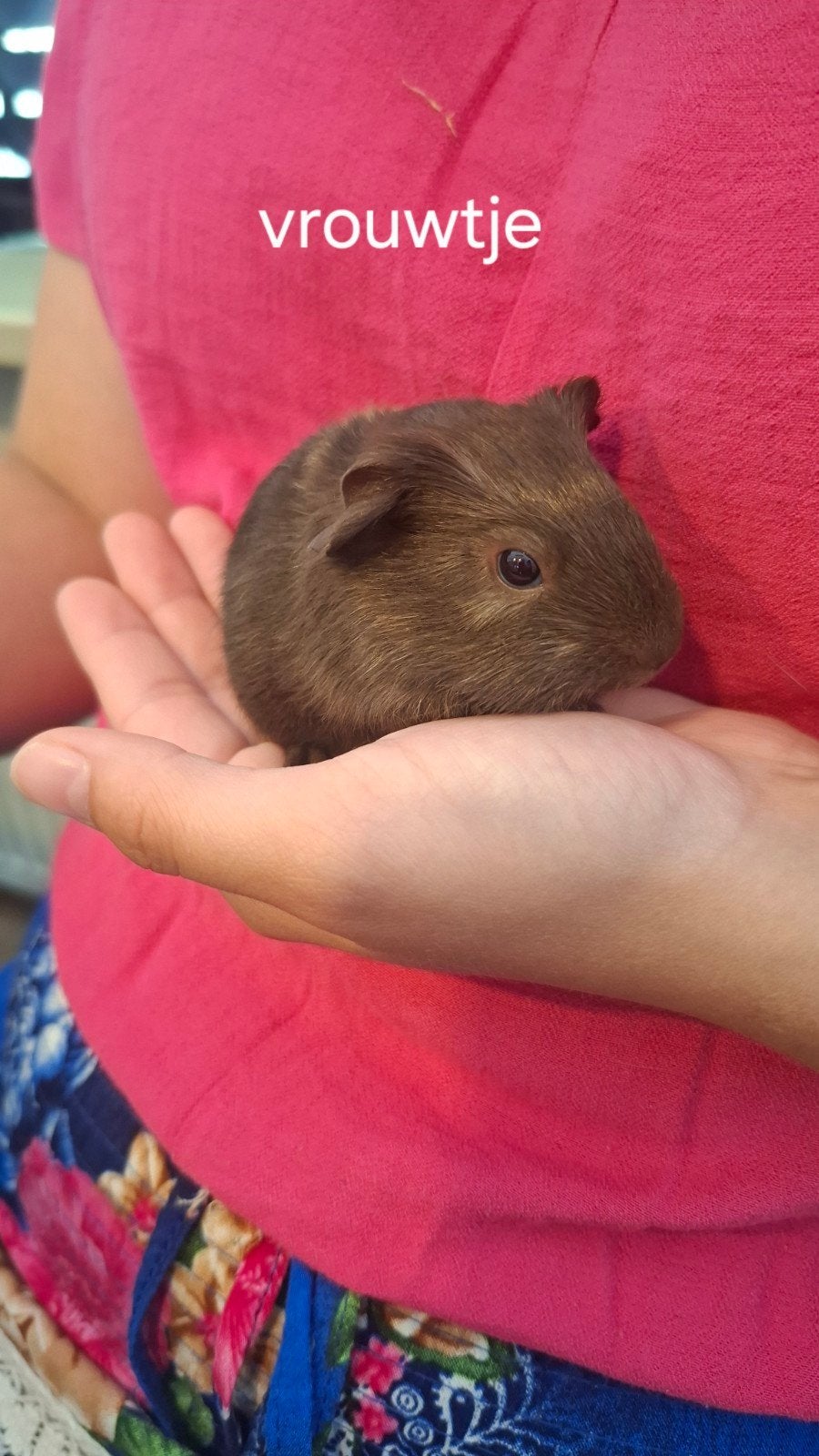 Superlief, mooi, en gezond baby cavia zeugje, Dieren en Toebehoren, Knaagdieren, Cavia, Juni, Vrouwelijk, Tam