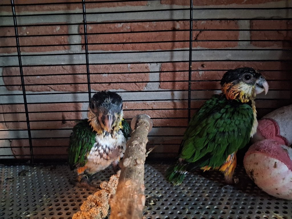 Handtamme zwartkop caique, Dieren en Toebehoren, Vogels | Parkieten en Papegaaien, Meerdere dieren, Papegaai, Geringd
