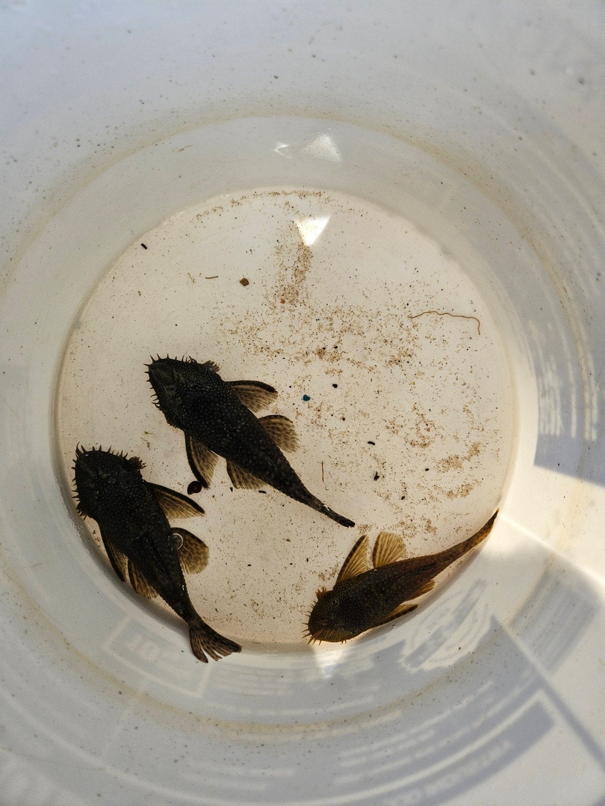 aquarium vissen, Vis