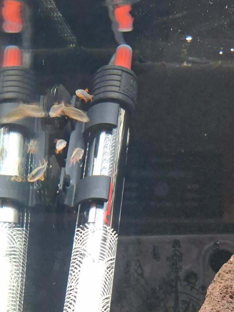 Rasbora galaxy, Dieren en Toebehoren, Vissen | Aquariumvissen, Vis