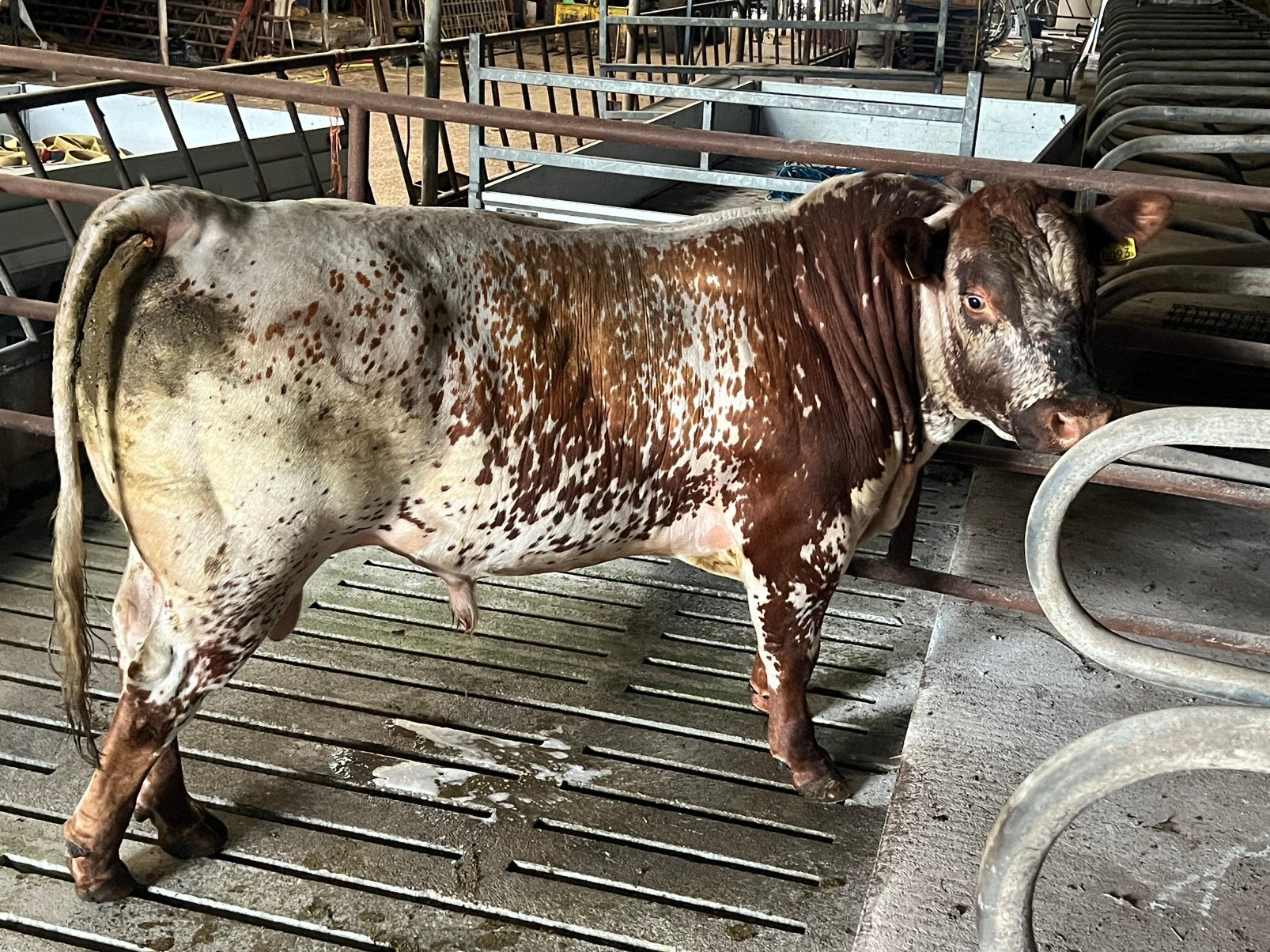 Dekstier dikbil vrb stier, Mannelijk