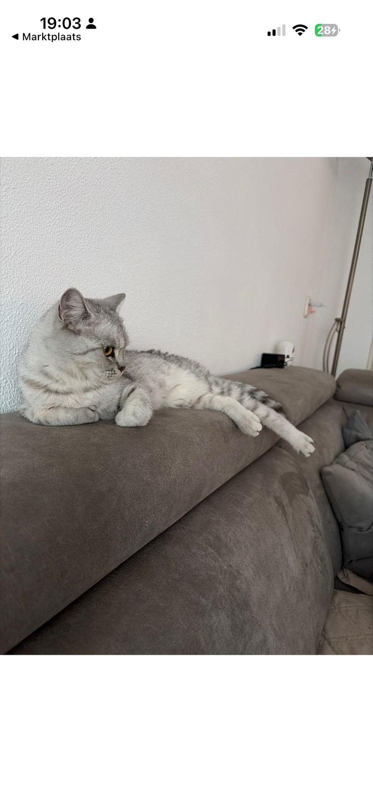 Britse korthaar, Poes, Langharig, 0 tot 2 jaar